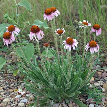 Echinacea sanguinea