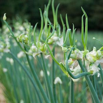 Allium proliferum