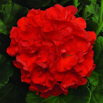 Pelargonium x hortorum Sunrise™ 'Bright Scarlet'