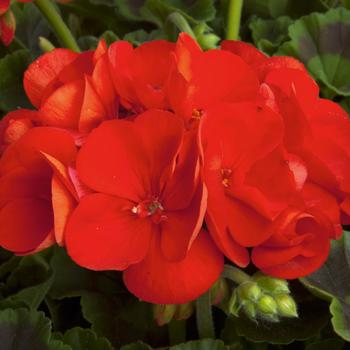 Pelargonium x hortorum Sunrise™ 'Brilliant Red'