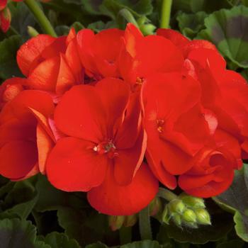 Pelargonium x hortorum 'Brilliant Red' 