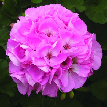 Pelargonium x hortorum 'Light Pink' 