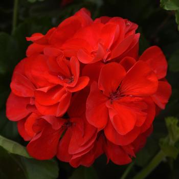 Pelargonium x hortorum 'Red' 