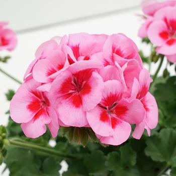 Pelargonium x hortorum 'Rose+Big Eye' 