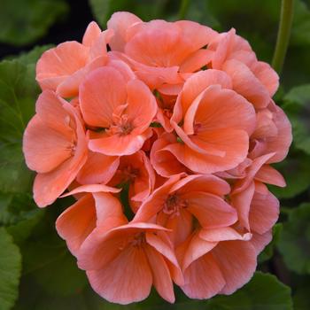 Pelargonium x hortorum 'Salmon' 