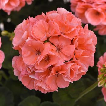 Pelargonium x hortorum 'Salmon Improved' 