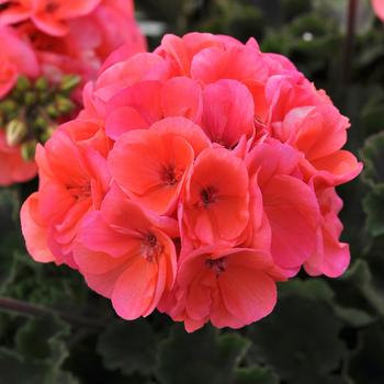 Pelargonium x hortorum