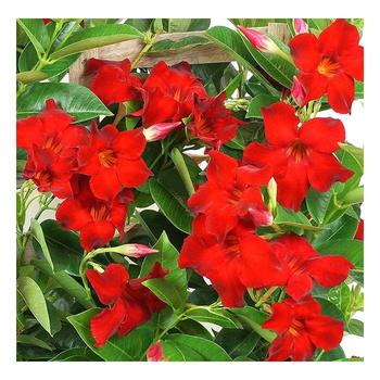 Mandevilla 'Velvet Red' 