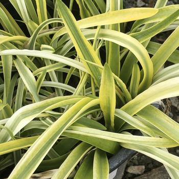 Agapanthus africanus 'MonKageyama' 