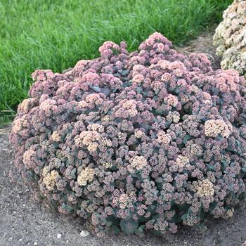 Sedum spectabile 'Spellbound' 