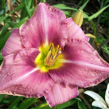 Hemerocallis 'Chicago Orchid' 