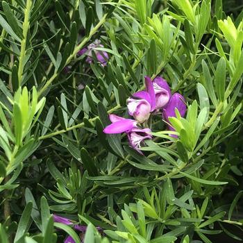 Polygala virgata