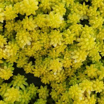 Sedum japonicum 'Tokyo Sun' 