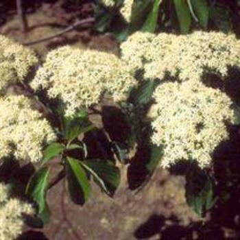 Cornus alternifolia 'Bichozam' 