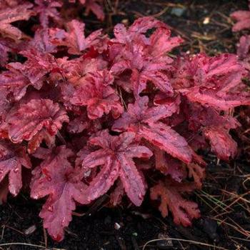 Heucherella 'Red Rover' 