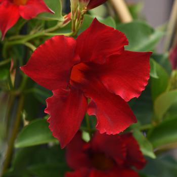 Mandevilla sanderi Magnetica™ 'Dark Red'