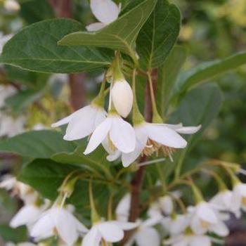 Halesia carolina 'Jersey Belle' 