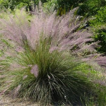 Muhlenbergia capillaris 'Irvine' 