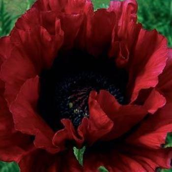 Papaver orientale 'Heartbeat' 