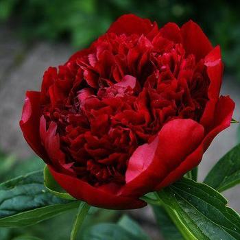 Paeonia lactiflora 'Lady in Red' 