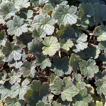 Geranium 'Bertie Crug' 