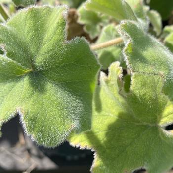 Pelargonium tomentosum