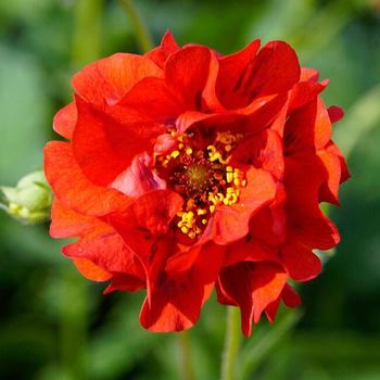 Geum 'Red Dragon' 