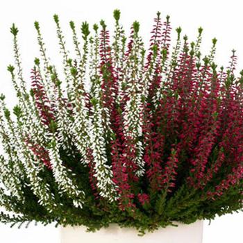 Calluna vulgaris 'Double Play' 