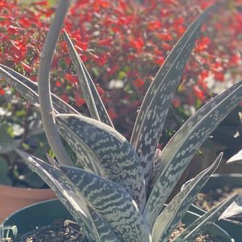 Aloe variegata