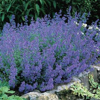 Nepeta nervosa 'Blue Carpet' 