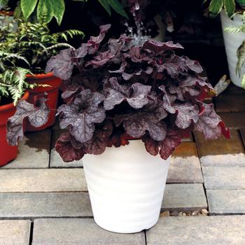 Heuchera 'Black' PPAF