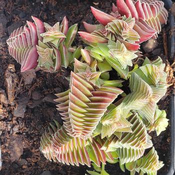 Crassula capitella 'Red Pagoda' 