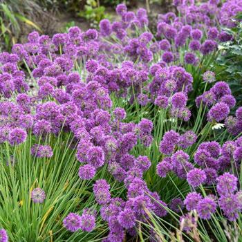 Allium 'Lavender Bubbles' PP31126