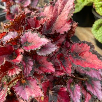 Begonia rex-cultorum 'Redmond' 