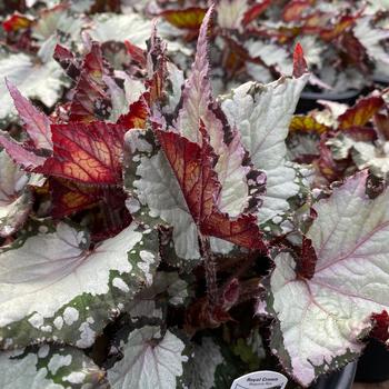 Begonia 'Royal Crown' 