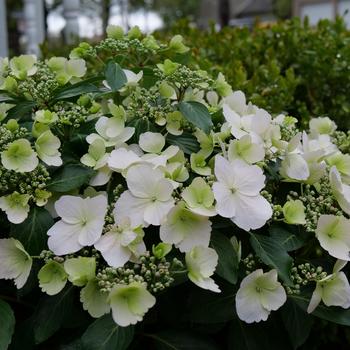 Hydrangea 'Fairytrail Bride™'