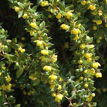 Berberis julianae