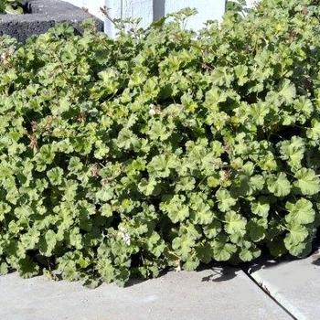 Pelargonium fragrans 'Snowy Nutmeg' 