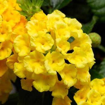 Lantana camara 'Yellow Improved' 