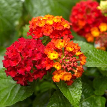 Lantana camara Bandana® 'Red Improved'