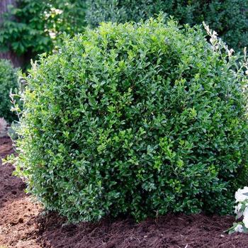 Buxus 'SB108' PP28888