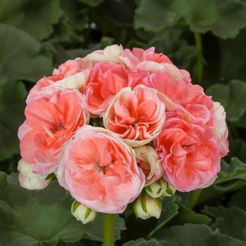 Pelargonium x hortorum Rosalie™ 'Antique Salmon'