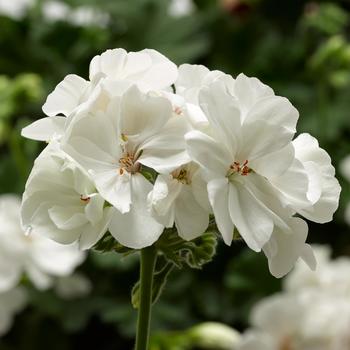 Pelargonium 'White' 