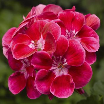 Pelargonium x hortorum 'Deep Rose with Eye' 