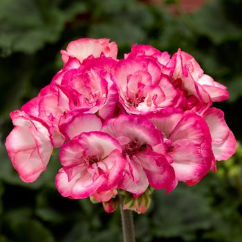 Pelargonium x hortorum 'Strawberry Ice' 