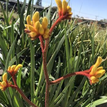 Anigozanthos 'Everlasting Gold' 