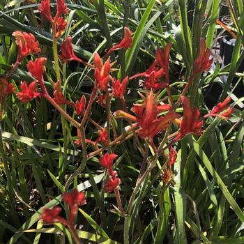 Anigozanthos 'Orange' 