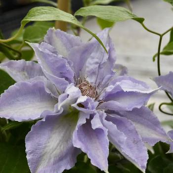 Clematis 'Evipo111' 