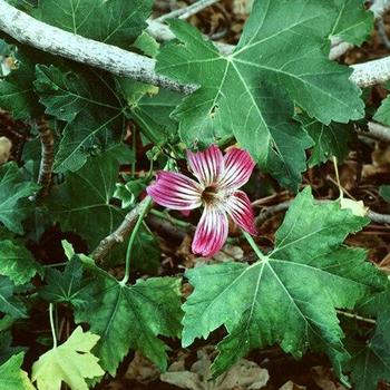 Lavatera assurgentiflora