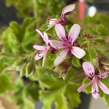 Pelargonium tomentosum 'Chocolate Peppermint' 